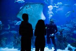 The Deep Aquarium. Product thumbnail image